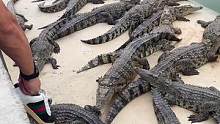 牛皮的价格就能买到鳄鱼皮鞋，你信不信？