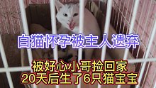白猫怀孕被主人遗弃，被好心小哥捡回家20天后生了6只猫宝宝
