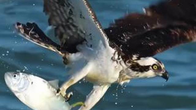 鹗鹰在大浪中捕鱼,迎浪腾飞 #探纪自然