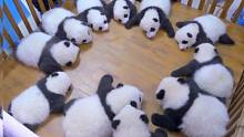 收熊猫，收懒熊猫，脏熊猫，没人要的熊猫！