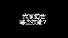 我家猫会哪些技能？