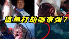 鲨鱼打劫排行？这样的鲨鱼，你爱了吗？