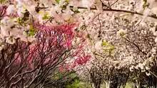 京城四月，千重繁花 - 暮春·途。#北京#春天#四月