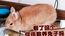 家里有兔子，千万不能养电线，电线会死！！