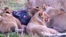 一群狮子正在享用午餐#动物世界 #动物 #狮子 #水牛 #热门 #万物皆有灵性 