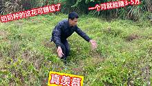 奶奶利用3亩农田种珍贵药材，单靠植物开的花月入高达5万，真羡慕