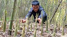 竹林里的野甜笋真多，小伙拔了5小时就5蛇皮袋，也能赚到1000元