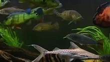 鱼友投稿：佛山朋友的大型猛鱼混养缸#养鱼日记 #南美缸 #养鱼养心 #猛鱼 #龙鱼 #黄金河虎 #观