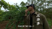 不知道有没有打药就敢往嘴里放，只怪三华李太诱人