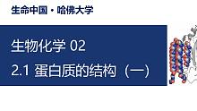 【生物化学】2.1 蛋白质的结构（一）