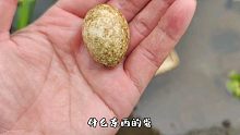 抓龙虾发现水里飘个蛋，成这鬼样了能孵出小鸡么？