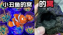 给尼莫的窝做个窝~