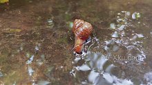 清新自然动物雨后蜗牛爬行-实拍视频