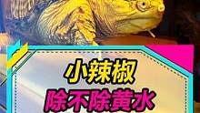 帮我决定一下吧！这鱼缸里的黄水到底除不除！#鳄龟 #水族 #南美缸 