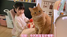 猫咪手欠，内心却说这届“宝宝”太难带