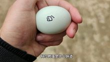 万元柯尔鸭的蛋是啥味道？老乡害怕有毒都不敢吃，给他试毒了！