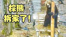 棕熊又拆家了，这次我们失去了房盖儿