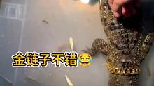 给大鳄鱼带上金链子是什么体验呢 可以拉着出去遛街不？ #人工养殖鳄鱼 #鳄鱼养殖场 #正规鳄鱼养殖#