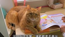 陪读的小猫咪们都很喜欢小主人的“流苏椅”