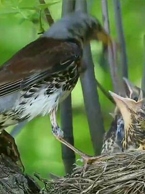 发现鸟妈正在喂食雏鸟，小鸟们嘴张得真大，这是几天没吃饭了？#鸟类 #动物世界 #野生动物零距离 #歌