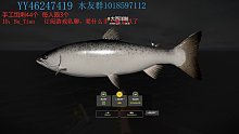 飞西洋