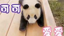 一些熊猫可爱瞬间