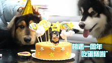在西藏遇到的小狗，从巴掌大慢慢成长，现在已经一岁了，吃蛋糕！