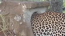 这是一只大胆的花豹，看它如何把非洲肉食性最强的地犀鸟窝掏了 #红脸地犀鸟 #犀鸟窝 #花豹掏鸟窝