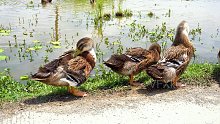农村生态众多鸭子梳理羽毛-实拍视频