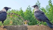 两只小乌鸦野外生活的第一晚就把野生乌鸦带回家了，看来过得不错
