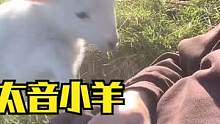 咩咩叫的羊 但是正太音 #动物配音 #可爱 #正太音
