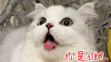 隔离半个月，猫咪都不认识我了