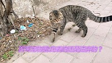 新增一折耳宠物流浪猫，希望有爱心人领养给它一个家