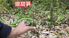 这个季节野笋真多，村里爷爷拔笋一天日赚1500元，你家乡有笋吗？
