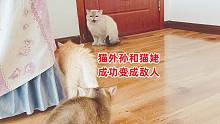 猫姥第一次见四个猫外孙，一路呼哈乱吼，暴脾气小奶猫炸毛对着干