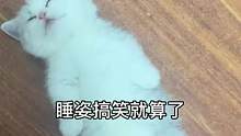 不会只有我家的猫咪是这个睡相吧？#曼基康矮脚 #萌宠 #家有傻猫 #治愈猫咪 #睿米#睿米真全能扫地