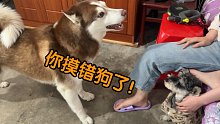 女主人摸错了狗，二哈快急死了！