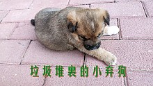只因抚摸了下垃圾堆里的小奶狗，从此它就粘上了我