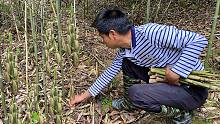 小伙拔笋上瘾，钻进竹林手就停不下来，拔了4大袋也不觉得累