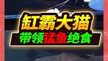 猛鱼缸重振雄风归来，缸霸大猫带头闹绝食，这一缸猛物跟我对着干 #宠物 #猛鱼缸 #招财猫