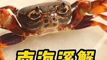 #好样说虫子 南海溪蟹，颜色真的是很漂亮！