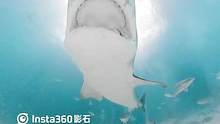 救命！差点被鲨鱼吃掉了…… #沉浸式 #前方高能 #带着insta360去潜水