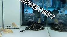 养鱼的老爷们最容易满足了。你就让他看看鱼饭都不用吃了！#观赏鱼 #水族 #水族爱好者 #养鱼日记 #