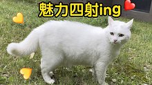 小猫咪也爱表现自己，成功用自己的魅力收获了两个小弟