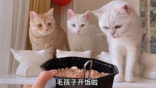 猫咪狗狗开饭啦，今日份小吃货们请查收