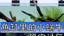 你的鱼缸里也有这样的小蜗牛吗，你是怎么处理的