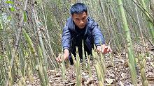 竹林野甜笋真多，小伙拔了一小时就一堆，奶奶靠拔笋日赚1200元