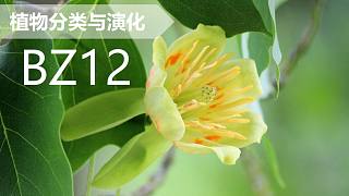 【植物分类与系统发育】BZ12 木兰目 木兰科 鹅掌楸属