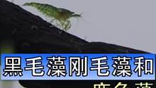把黑毛藻，刚毛藻，鹿角藻说完，鱼缸里常见的藻类该说的应该也都说过了吧，也就这么几种了#鱼缸除藻