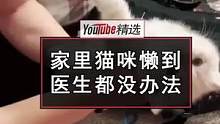 网友吐槽自家的猫咪实在是太懒了完全不肯运动，于是听兽医的建议给它戴上挽具训练，但没想到在它直接选择了